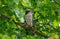 Levant sparrowhawk Accipiter brevipes