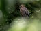 Levant sparrowhawk Accipiter brevipes