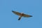 Levant sparrowhawk accipiter brevipes in flight under blue sky