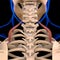 Levator Scapulae Muscle Anatomy For Medical Concept 3D