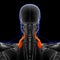 Levator Scapulae Muscle Anatomy For Medical Concept 3D Illustration