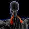 Levator Scapulae Muscle Anatomy For Medical Concept 3D Illustration
