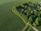 Level lines rows of bush currant, fruit plantation, aerial