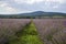 Levender field purple aromatic flowers near Nova Zagora, provence in Bulgaria