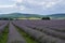 Levender field purple aromatic flowers near Nova Zagora, provence in Bulgaria