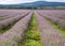 Levender field purple aromatic flowers near Nova Zagora, provence in Bulgaria