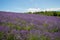 Levender fields in Sale San Giovanni, Cuneo province, Piedmont, Italy