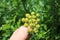 Levisticum officinale, commonly called lovage plant in the garden, leaves and flower, future seeds in my organic garden