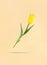 Levitating yellow tulip on beige background and shadow under it. Mimimalistic holiday stock photo