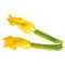 Levitation courgette flowers isolated on white background