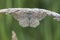 Lewes moth Scopula immorata