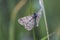 Lewes moth Scopula immorata