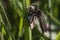 Lewes moth Scopula immorata