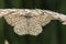 Lewes moth Scopula immorata