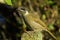 Lewin`s Honeyeater in Australia