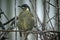 Lewin`s Honeyeater bird