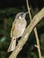 Lewin\\\'s Honeyeater endemic to Australia