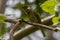 Lewin`s Honeyeater in Queensland Australia