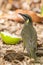 Lewin`s Honeyeater in Queensland Australia