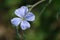 Lewis flax flower head close up