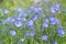 Lewis flax, Linum lewisii, blue flowering Baja California