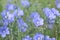 Lewis flax, Linum lewisii, blue flowering in Sierra Nevada