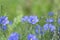 Lewis flax, Linum lewisii, close-up blue flowering in Sierra Nevada