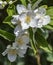 Lewis` Mock Orange Cluster of Flowers