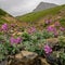 Lewis Monkeyflower Blooms Below Piegan Pass