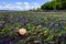 Lewis`s Moon Snail on a bed of green and red seaweeds at low tide, as a nature background, Golden Gardens Park, Washington, USA