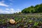 Lewis`s Moon Snail on a bed of green and red seaweeds at low tide, as a nature background, Golden Gardens Park, Washington, USA