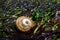 Lewis`s Moon Snail on a bed of green and red seaweeds at low tide, as a nature background, Golden Gardens Park, Washington, USA