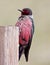 Lewis\'s Woodpecker