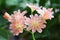 Lewisia cotyledon, cliff maids, siskiyou lewisia, moutain dreams