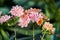 Lewisia cotyledon flowers in greenhouse