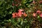 Lewisia cotyledon in a green background