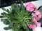 Lewisia cotyledon \'Sunset Group\'