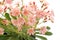 Lewisia flowers