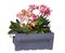 Lewisia plants in a grey wooden box.