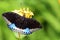 Lexias dirtea , Black-tipped archduke butterfly , butterflies of Malaysia