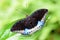 Lexias dirtea , Black-tipped archduke butterfly , butterflies of Malaysia