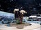 Lexus Showroom desk with flowers at the annual International auto-show, February 9, 2019 in Chicago, IL