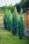 Leylandii an evergreen coniferous tree