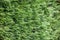 Leylandii garden hedge, close up of leaves in UK garden