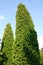 Leylandii (Leyland Cypress)