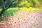 LFair right blur focus pink fields winter fields outdoor tree flawer garden colorful green nature summer