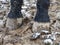 lFeet of horses standing in the wet dirt