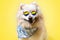 LGBT. A Pomeranian dog in a bandana and glasses with a rainbow flag poses on a yellow background. The concept of homosexual