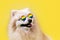 LGBT. A Pomeranian dog in glasses with a rainbow flag poses on a yellow background. The concept of homosexual relationships and