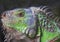 Lguana iguana  colorful green in steel cage background